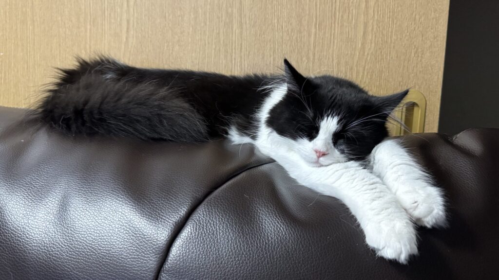 猫の寝相の写真。 はるくがソファの上で寝ているよ。
