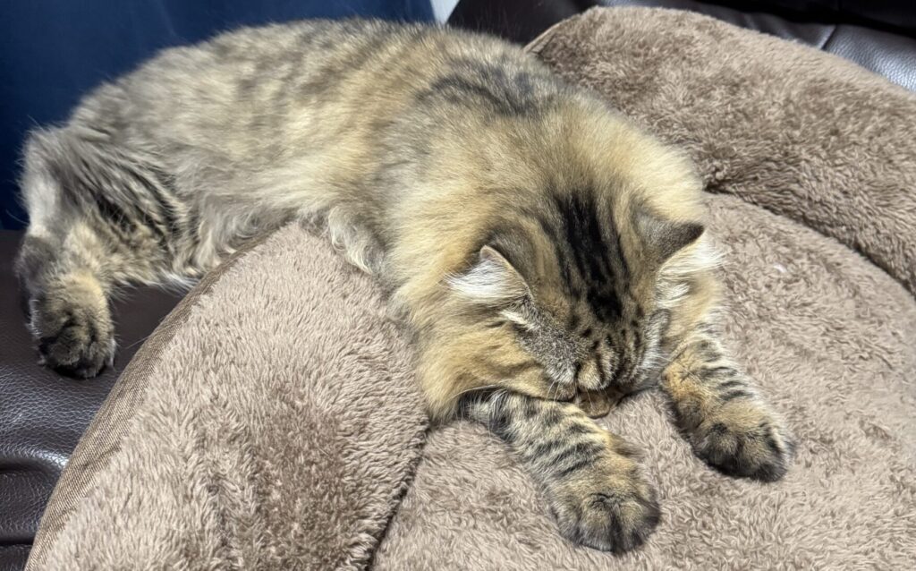 猫の寝相の写真。 あきはがソファのクッションでバンザイして寝ているよ。