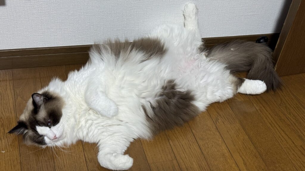 猫の寝相の写真。 まふゆがリビングの床で寝ているよ。